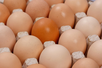 the eggs in the carton boxes laying, top view closeup