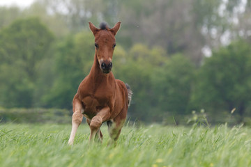 Fohlen im Galopp