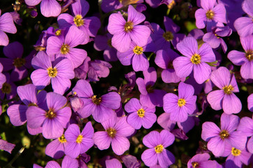 Saponaria ocymoides; Spring carpet of rock soapwort flowers