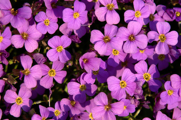 Saponaria ocymoides; Spring carpet of rock soapwort flowers