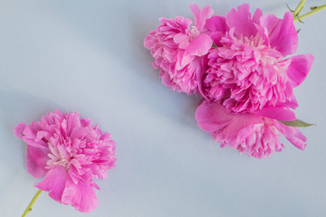Pink peonies on a light bluet background
