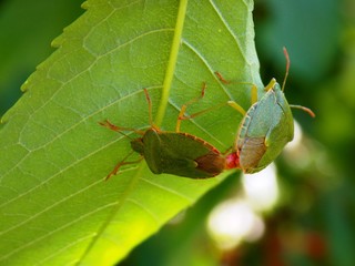 two bugs on the list

