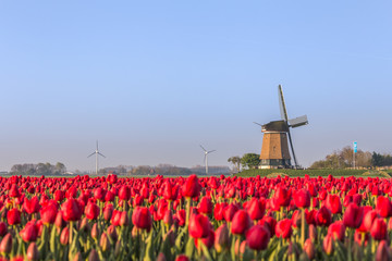 Field of red tulips and windmill on the background. Koggenland, North Holland province, Netherlands.