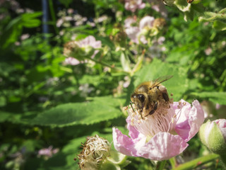 Apis mellifera_Biene
