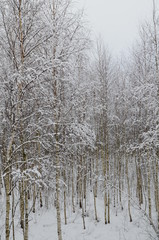 Winter in Russia, 2013
