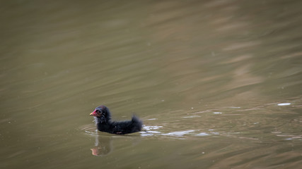Isolated young chick swimming across the stream