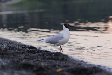 Chroicocephalus maculipennis, better known in Chile as the Cahuil gull