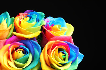 Fototapeta na wymiar Amazing rainbow rose flowers on black background