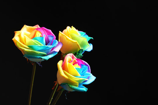 Fototapeta Amazing rainbow rose flowers on black background