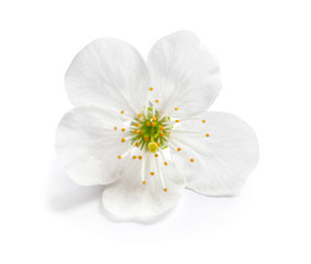 Beautiful blossoming flower on white background