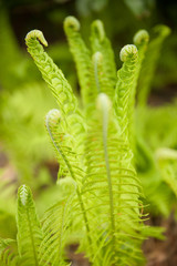 green fern grows in a forest in early spring