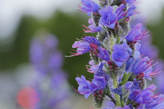 Echium Vulgare best known in Chile as blue grass, viborera or ortiguilla. Plant introduced in the country. grows wild in the spring