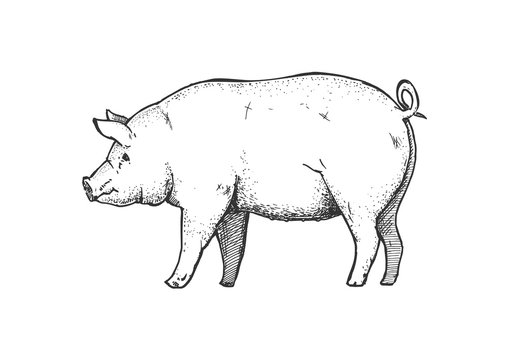 Hand drawn illustration of pig