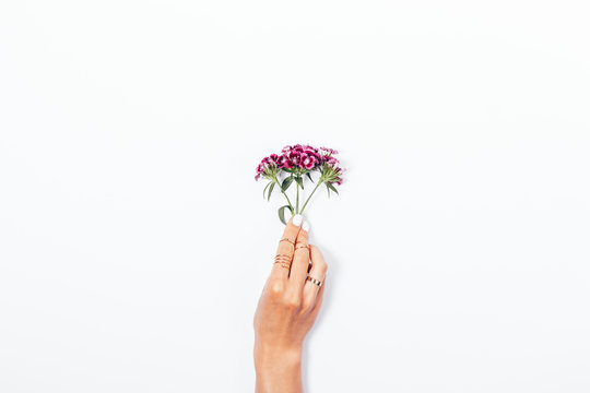 Tiny Flower Branch In Female's Hand With White Manicure