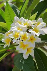 Obraz na płótnie Canvas Purity of white Plumeria or Frangipani flowers. Blossom of tropical tree. (selective focus)