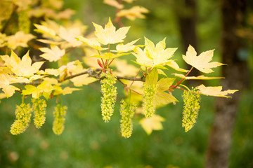 Acer blooming in a park in early spring