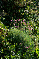 Alpine Pinks in informal Swiss garden