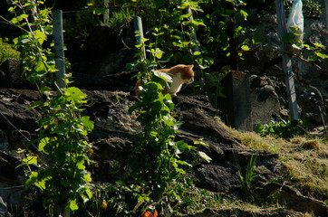 Obraz premium Cat in vineyard, Swiss village of Berschis