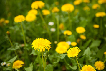 Yellow dandelion blooms on a meadow in early spring
