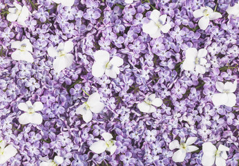 Lilac flowers  and white pansy background. Flat lay. Top view.