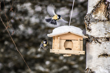 Birds having fun in the snow and flying 