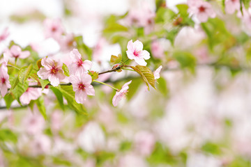 Fototapeta na wymiar Beautiful blossoming tree branch on spring day