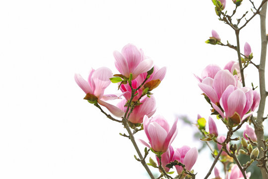 Beautiful magnolia blossoms on spring day