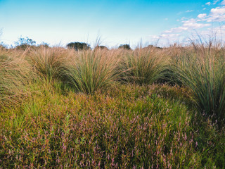 Colorful riparian forest of the Uruguay river on a sunny day (Uruguaiana, Brazil)