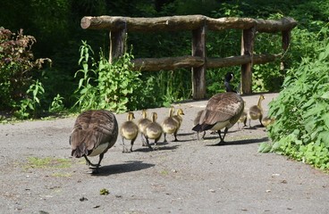 kanadyjskie gesi ,w parku z dziecmi © Iwona