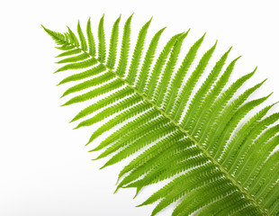 Tropical summer background. Fern branch isolated on white background. Flat lay. Top view. Minimal concept.