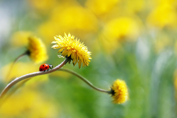 Ladybug on a yellow spring flower. Artistic macro image. Concept spring summer. Free space.