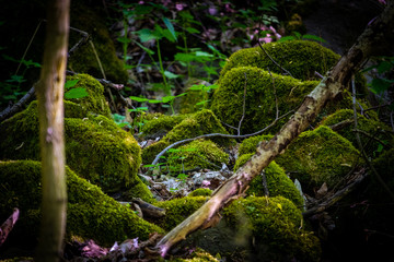 Worn stones in the woods