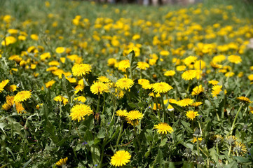 Dandelions on a lawn in city park