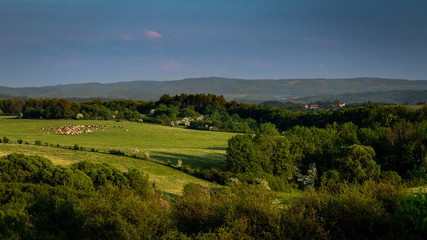Fototapeta na wymiar A herd of cows in the countryside