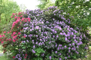 Rhododendron