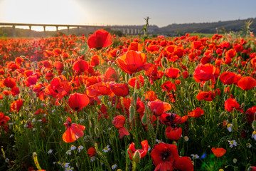 Obraz premium Champ de coquelicots, coucher de soleil. Provence, France.
