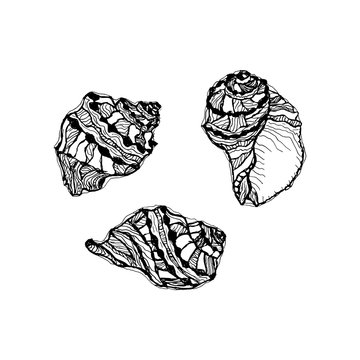 Vector seashell set. Hand drawn illustration of sketches mollusk sea shells.