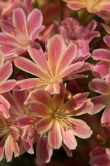 Obraz premium Lewisia flowers in rock garden, Walenstadt