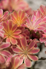 Lewisia flowers in rock garden, Walenstadt
