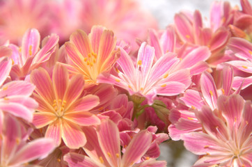 Lewisia flowers in rock garden, Walenstadt