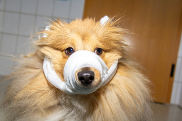 Human puts a bandage around the snout of a dog