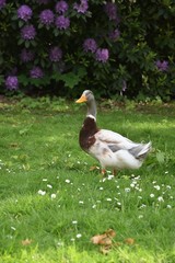 Gesi i kaczki © Iwona