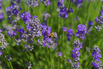 Blossoming lavender, bees are observed in the flowers trying to drink the nectar to carry the honeycomb