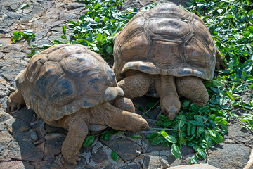 The crocodile park in Mauritius. Tartaruga gigante eat leaves