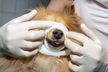 Human puts a bandage around the snout of a dog