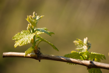 Branch of vine  with first green leaves in vineyard in early spring