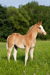 Obraz na płótnie Canvas Portrait of nice american quarter horse