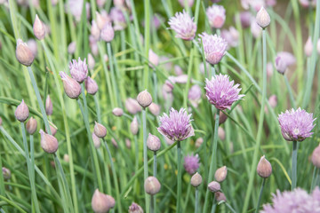 Blühender Schnittlauch