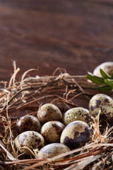Willow nest with quail eggs on the dark wooden background, top view, close-up, selective focus