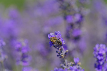 Blossoming lavender, bees are observed in the flowers trying to drink the nectar to carry the honeycomb